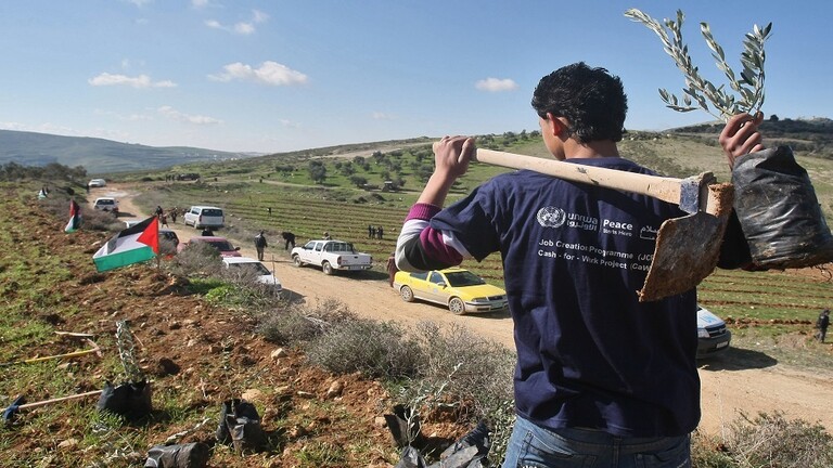 فلسطینیون یزرعون ۷۰۰ شجرة في الضفة الغربیة